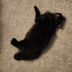 Meet your Posher, Darcy